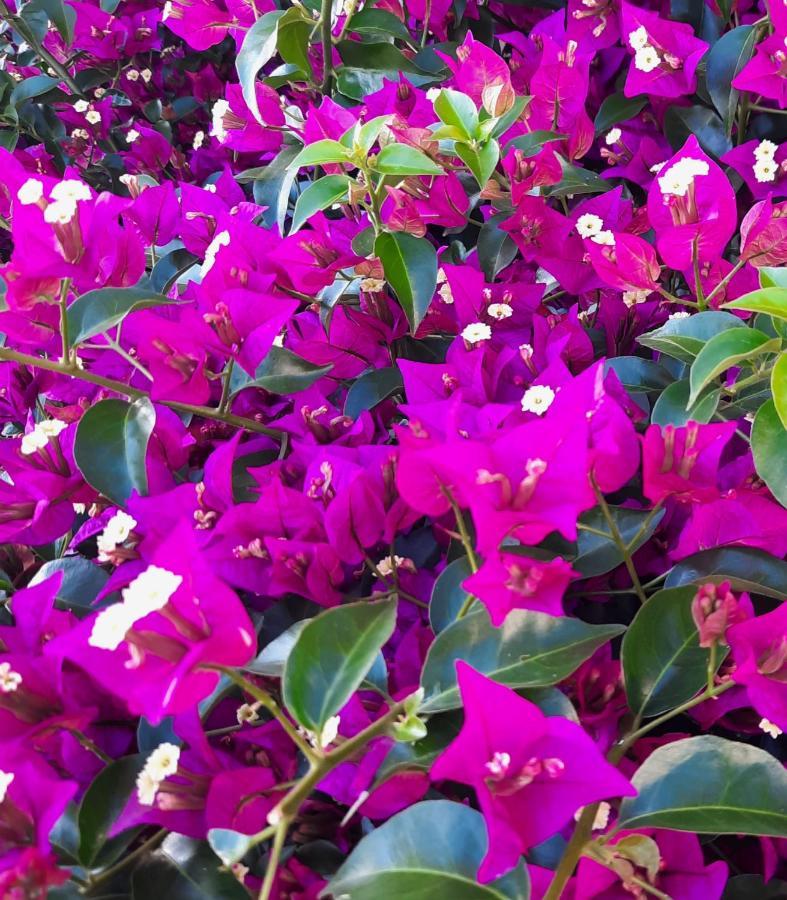 Fiori Del Conero Villa Ancona Bagian luar foto